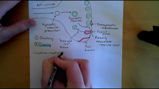 Synaptic Vesicle Exocytosis and Endocytosis Part 1 [upl. by Onitnelav311]