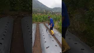 Mulch holes for planting cucumbers prt32 farming agriculture [upl. by Gnot781]