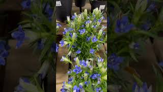 Gentiana scabra plants 🪴 [upl. by Mair]