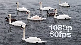 Canon EOS M50 1080p at 60fps Test Footage [upl. by Hershel]