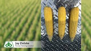 Corn Yield Calculation the ProFarmer Method [upl. by Etsirhc655]