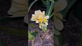 Sending my subscribers happy vibes Clivia miniata garden [upl. by Huntley]