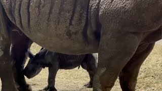 Oregon Zoo welcomes baby rhino [upl. by Blas]