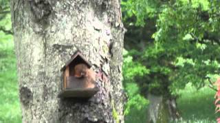 Squirrel Steals Eggs from Nest Lockerbie 16062012 [upl. by Nick]