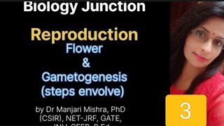 Reproduction Flower and Male gametogenesis steps involved Microsporogenesis Microgametogenesis [upl. by Serle]