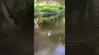 Giant Creek Chub Fish Fishing Creekchub Fun Subscribe [upl. by Royo]