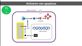 Apoptose Binas 71L p53 bax oncogenen tumorsuppressorgenen [upl. by Aniez956]