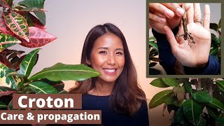 Croton propagation and care  How to propagate croton successfully [upl. by Swayder]