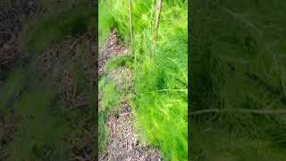 Asparagus farming🚜🚜 healthyfood MrBeast [upl. by Shelden]