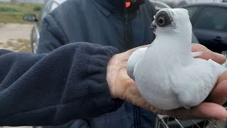 TARG STARACHOWICE 09112024 gołębie koguty gęsi króliki🕊🕊🕊 [upl. by Liggitt216]