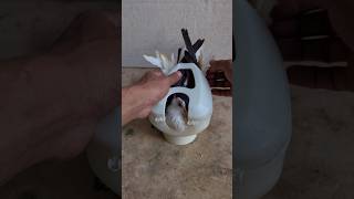 Kabutar Treatment 🕊️🤯 pigeon kabutar kalapati [upl. by Brine]