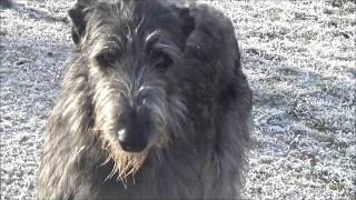 Scottish Deerhounds von Alshamina [upl. by Radu]