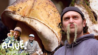 Brad Forages for Porcini Mushrooms  Its Alive  Bon Appétit [upl. by Malka279]