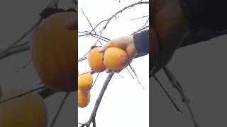 Harvesting persimmons fruit gardenharvest shortvideo [upl. by Hsetirp]