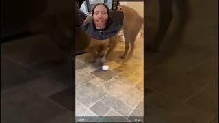 Are These Dog Videos Funny Veterinarian Reacts [upl. by Tawsha]