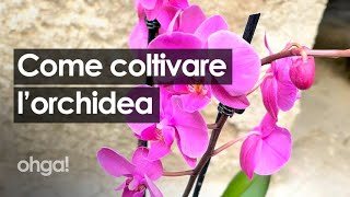 Orchidea i segreti per coltivarla in casa e non farla morire [upl. by Curson]