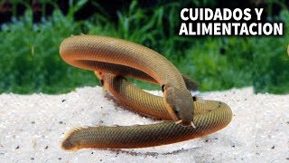 PEZ SERPIENTE CALAMITA  CUIDADOS Y ALIMENTACION DE LA SERPIENTE CALAMITA  AcuariosLP [upl. by Jecho]