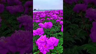 Purple peony flower youtubeshorts trending nature hindisong purpleflower garden [upl. by Eciuqram]