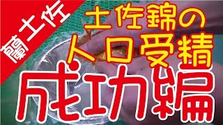 土佐錦の人工授精成功編動画（金鱼土佐锦的人工授精成功编辑a goldfish） [upl. by Ladin128]