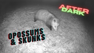 After Dark Its a Opossums and Skunks Kind of Night [upl. by Notled]