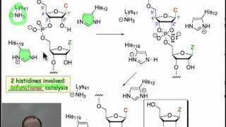 Enzymatic Hydrolysis of Phosphodiesters [upl. by Bertasi739]