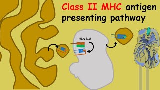 Antigen Processing and Presentation [upl. by Aikemehs230]