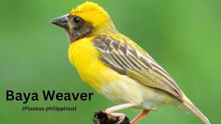 Baya Weaver Bird Video  Weaver Bird  Sociable Weaver bird  Weaver Bird Species  Beautiful Birds [upl. by Khoury]