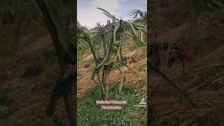 pitahaya Roja Variedad Cebra en Producción [upl. by Rankin919]