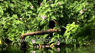 Darter preens its feathers  India [upl. by Enilorak]