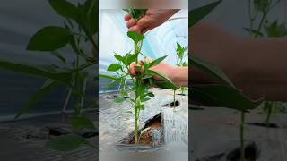 How To Over Winter Pepper Plants [upl. by Sema]