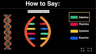 How to Say  Adenine Thymine Cytosine and Guanine [upl. by Ariad]