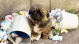 With hind legs like a frogs the disabled puppy rummaged through the trash in tears [upl. by Rengaw]