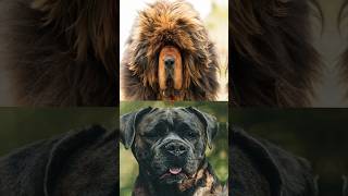 TIBETAN MASTIFF VS CANE CORSO [upl. by Sucitivel]