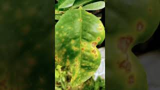 Citrus canker explore subscribe love meccabeauty islamicpilgrimage travel islamduet shorts [upl. by Daron]