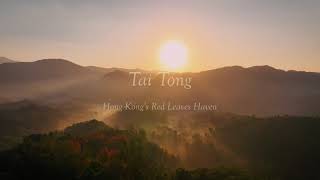 Tai Tong  Hong Kongs Red Leaves Haven  Morning Mist  大棠楓香林  晨霧  香港航拍  4K [upl. by Urion]