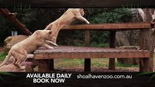 Lion Feeding Encounter at the Shoalhaven Zoo [upl. by Hannavas]