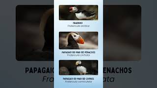 Papagaiodomar puffin aves animais [upl. by Gnagflow]