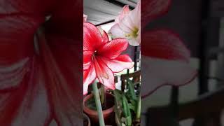 Hippeastrum Amaryllis en FLORACIÓN [upl. by Munn]