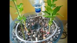 Recycling Ideas PET Bottle Aquaponics System  A Beginner How to Video on DIY Crafts [upl. by Iliam]