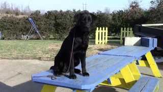 Training Your Labrador Retriever Puppy Part Five [upl. by Faustus475]