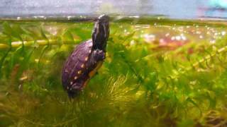 3stripe mud turtle hatchlings [upl. by Fem]