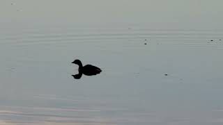 Pied Billed Grebe on Lake Monona 11824 [upl. by Repooc]