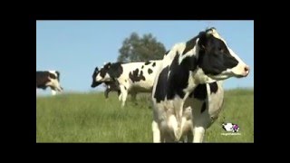 Vídeo proceso de producción de la leche [upl. by Tatiania87]