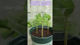 aloe vera and guava quick growth techniques shorts [upl. by Eilitan560]