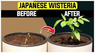 Growing Japanese Wisteria  7 Day Plant Timelapse [upl. by Sergu665]