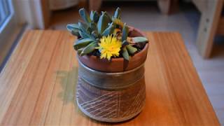 How I take care of succulent Aloinopsis orpenii [upl. by Halle]