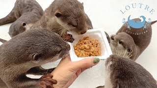 What Happens When Otters See Smelly Sticky Natto [upl. by Adnauqahs]