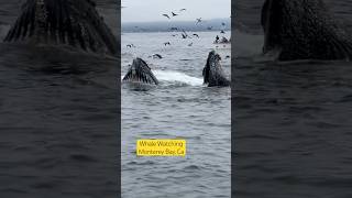 whalefamily whalewatchingtour whalewatching whales whalers top2024 montereybay [upl. by Einnor]