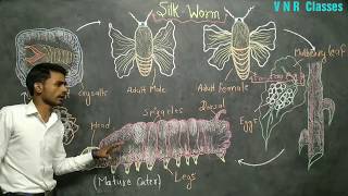 Silkworm  Sericulture  BSc3rd year  ZOOLOGY  by Prahalad Sir [upl. by Nadaha556]