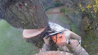 Huge Fir Tree Removal NO ROOM FOR ERROR [upl. by Areek]